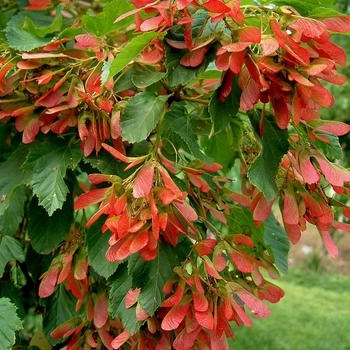 Acer ginnala 'Beethoven' 'Betzam'