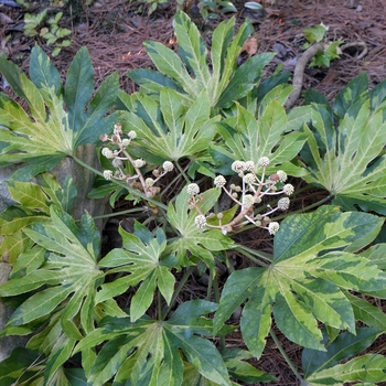 Fatsia japonica 'Murakumo Nishiki' 