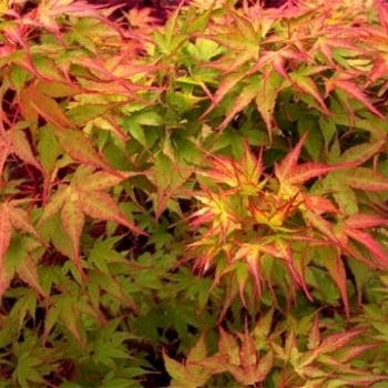 Acer palmatum 'Sekka yatsubusa' 