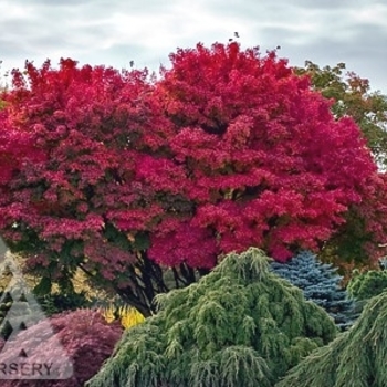 Acer palmatum 'Tobiosho' 