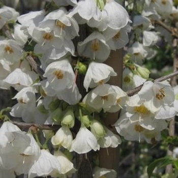 Halesia carolina 'Wedding Bells' 