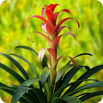 Guzmania lingulata var. minor