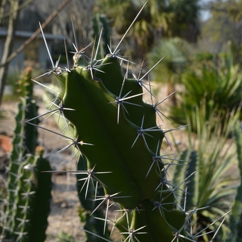 Acanthocereus tetragonus 