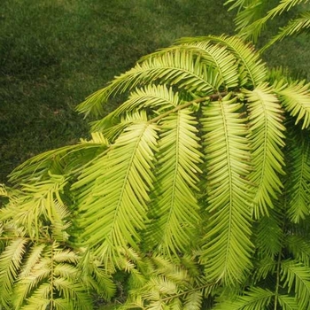 Metasequoia glyptostroboides 'Gold Rush' 