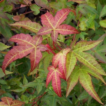 Acer palmatum 'Chishio' 