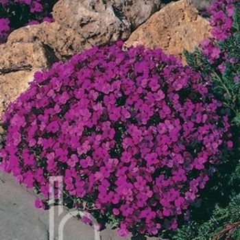 Aubrieta 'Whitewell Gem' 