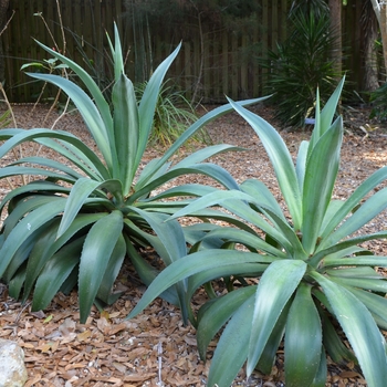 Agave celsii 