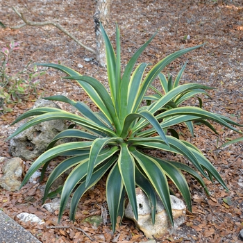 Agave demeesteriana 'Variegata' 