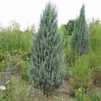 Juniperus scopulorum 'Pathfinder' 