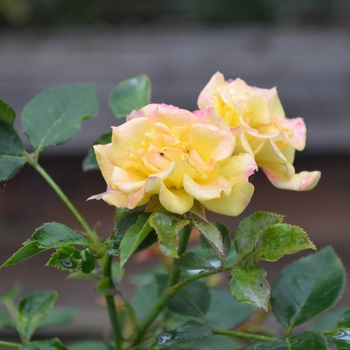 Rosa 'Ko's Yellow'