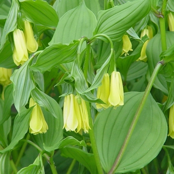 Disporum longistylum 'Green Giant' 