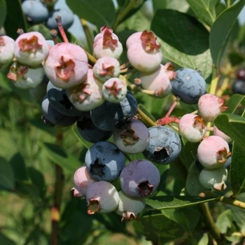 Vaccinium pallidum