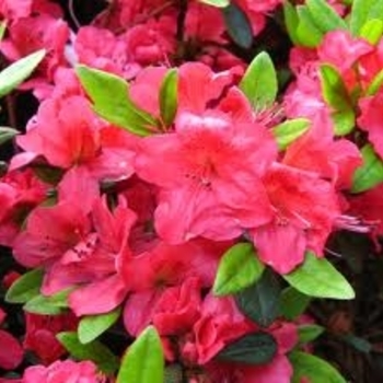 Rhododendron 'Bixby' 