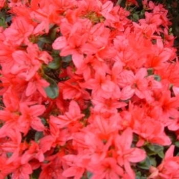 Rhododendron 'Christmas Cheer' 