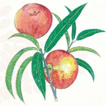 Prunus persica 'Cresthaven' 