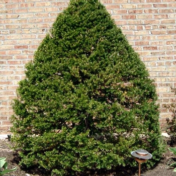 Taxus cuspidata 'Tvrdy' 