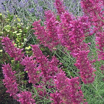 Agastache 'Blue Blazes' 