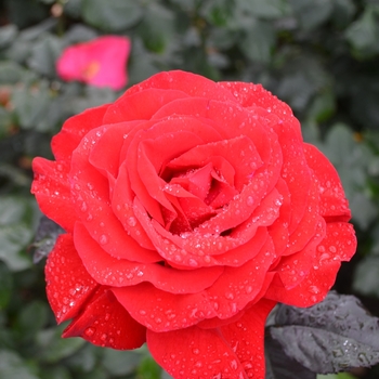 Rosa 'Legend' (066958)