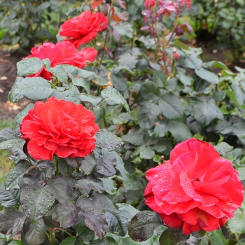Rosa 'Legend' (066959)