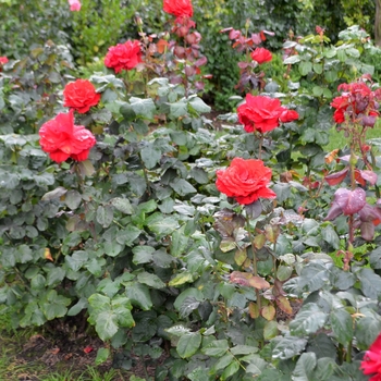Rosa 'Legend' (066960)