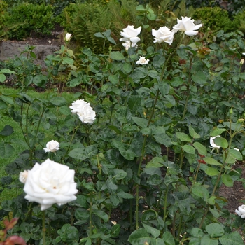 Rosa 'Pascali' (066966)