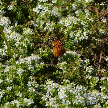 Aster ericoides 'Snow Flurry'