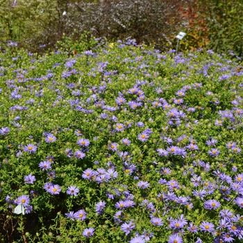 Aster oblongifolius 'October Skies' 