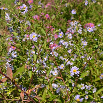 Symphyotrichum (Aster) puniceum '' (066989)