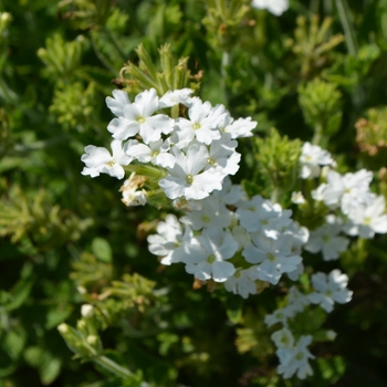 Verbena 'Patio White Improved' 