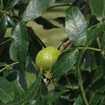 Carya cordiformis