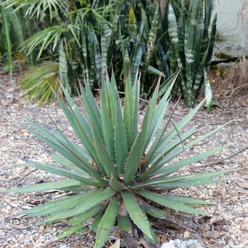 Agave obscura