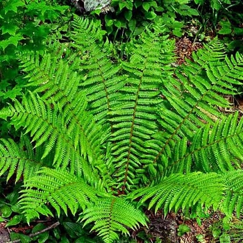 Dryopteris crassirhizoma