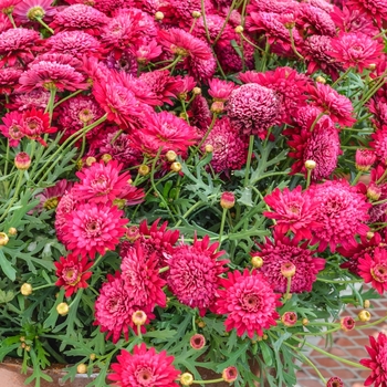 Argyranthemum frutescens Madeira™