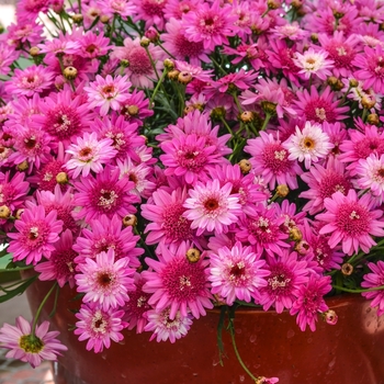 Argyranthemum frutescens Madeira™ 'Crested Merlot'