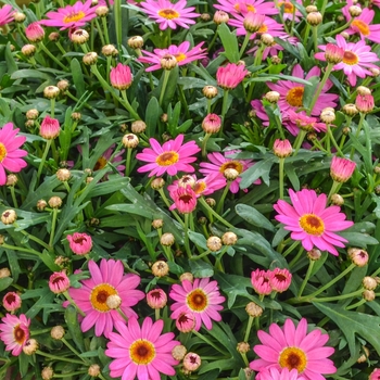 Argyranthemum frutescens 'Deep Pink' PP20,474