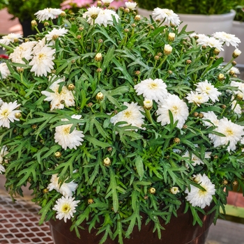 Argyranthemum frutescens Madeira™ 'Double White'