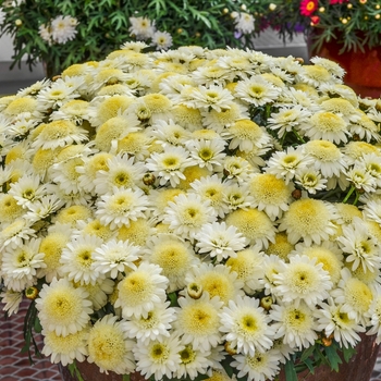 Argyranthemum frutescens Madeira™ 'Ivory'