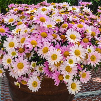 Argyranthemum frutescens 'Pink' PP20,474