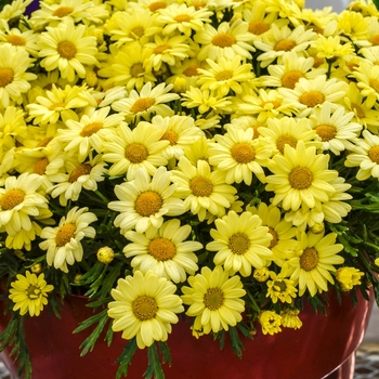 Argyranthemum frutescens Madiera™ '' (067172)
