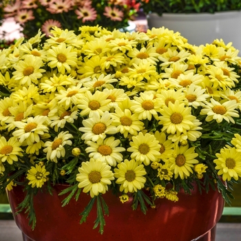 Argyranthemum frutescens Madiera™ '' (067173)