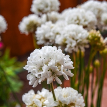 Armeria pseudarmeria 'White' 