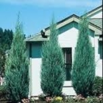 Juniperus virginiana 'Monbell' 