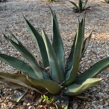 Agave 'Fernandi Rex'