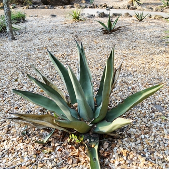 Agave 'Fernandi Rex' (067219)