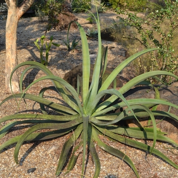 Agave vilmoriana 