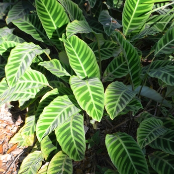 Calathea zebrina 