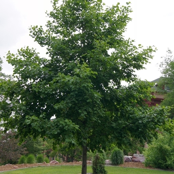 Alnus hirsuta 'Harbin' 