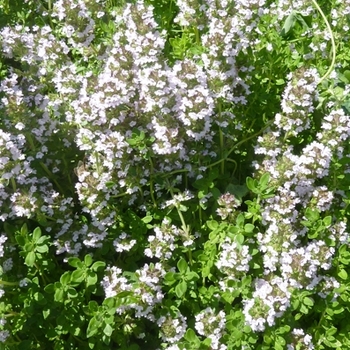 Thymus quinquecostatus 'Ibukiensis' 