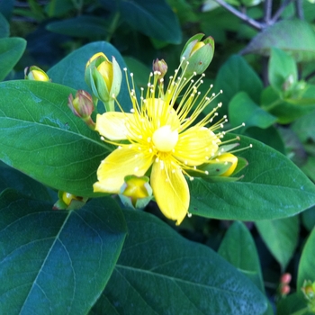 Hypericum 'Olivia' 