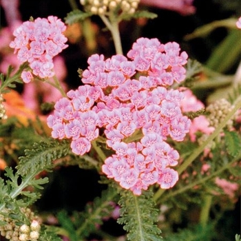 Achillea millefolium 'Gloria Jean' 